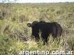 Vendo campo en la pampa argentina 2500 hectáreas
