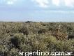 Vendo campo en al pampa argentina 2500 hectarias zona oeste