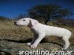 Cachorro Dogo Argentino Con P Edigree Desde