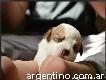 Cachorros de Jack Russell Terrier criadero Aguer Hunter