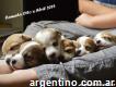 Criadero de Jack Russell Terrier & Dachshund ( Z R) Aguer Hunter