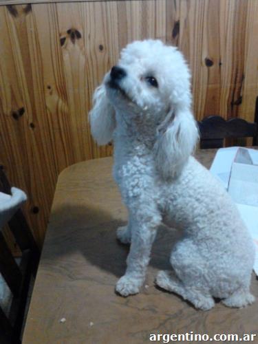 Caniche Mini Toy Se Ofrece Para Servicio De Monta En Bahia Blanca