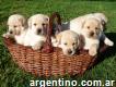 Cachorros Labrador Excelente Pedigree - Criadero Labradoria