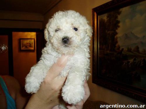 Caniche Bebe Nena De 48 Dias En Malvinas Argentinas