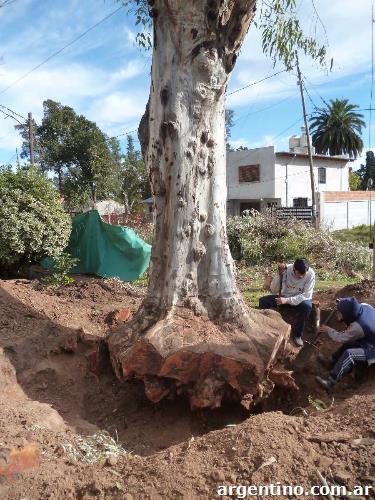 Poda y extracción de árboles en Córdoba Capital