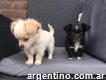 Chihuahua cachorros para la adopción