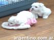 Two Teacup Maltese Puppies Needs a New Family.