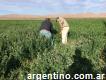 Semilla de Alfalfa Certificada
