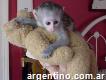 Bebé Monos Capuchinos macho y hembra listos para casas buenas