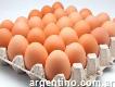 Vendo huevos de gallina