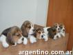 Beagles Cachorros