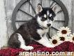 Regalo lindo cachorro de husky siberiano para la adopción
