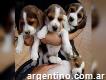 Beagle Inglés adrable preciosos