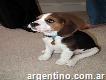 Regalo beagle activo y saludable Tri-color cachorros