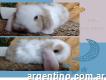 Mini criadero de conejos: Alma coniglio