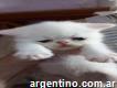 Cinadcattery gatos persas y exóticos
