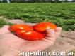 Finca_pituca Nos dedicamos a la venta de tomates