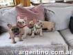 Hermosos cachorros de bulldog francés