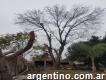 Corte de árboles en Malvinas Argentinas