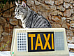 Taxis para mascotas en Argentina